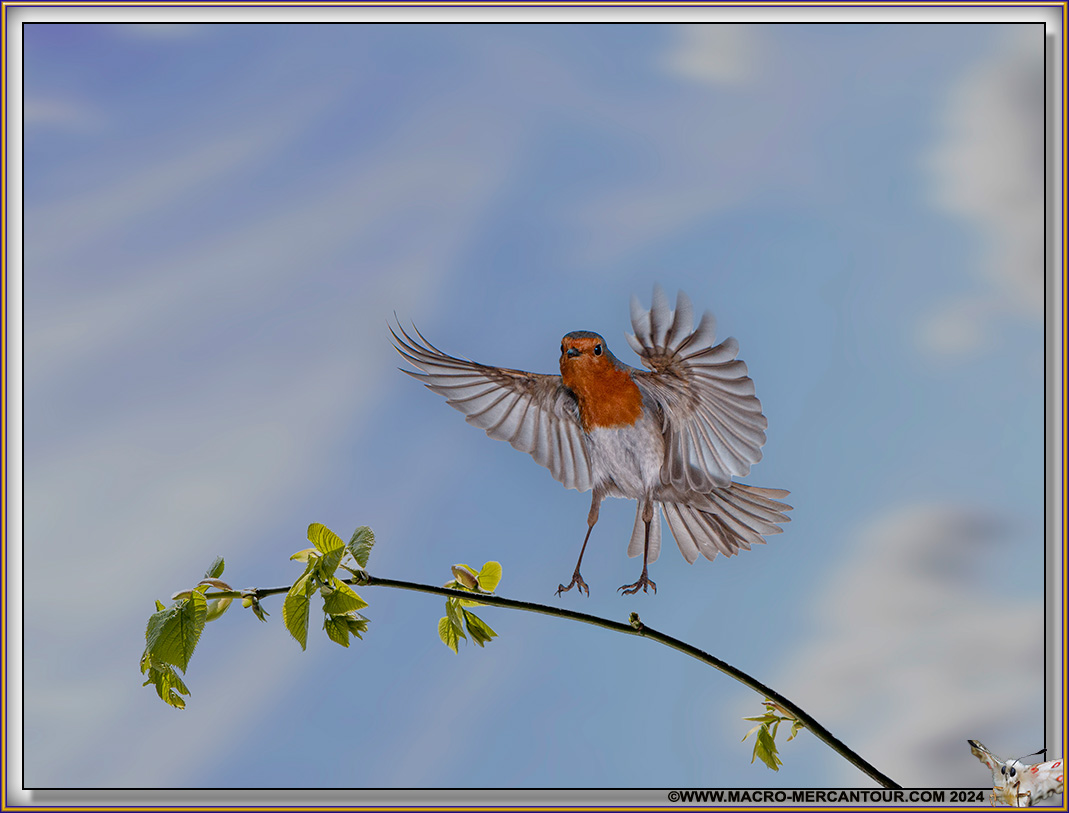 Rouge-Gorge